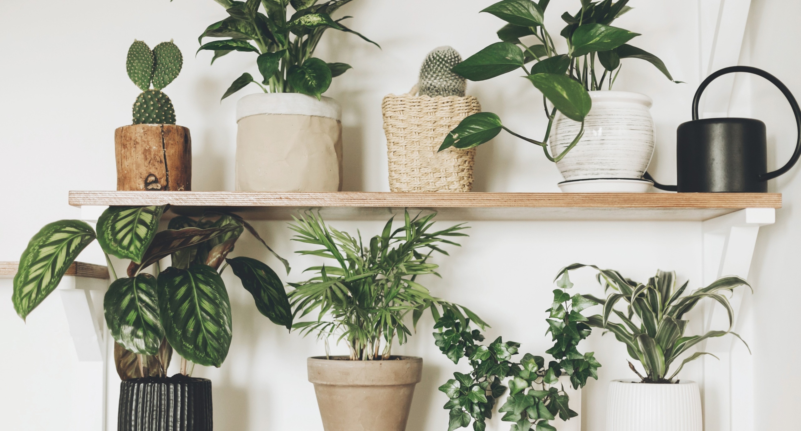 The Healing Power Of Houseplants - Peace With The Wild Blog